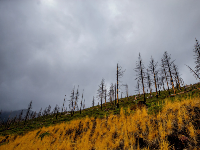 Trees on a hill scorched by fire