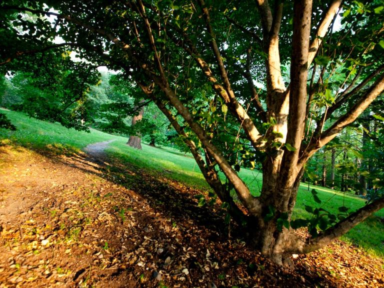 A tree next to a field