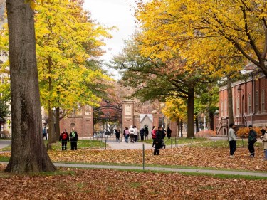 Yellow trees in autumn near Harvard Yard