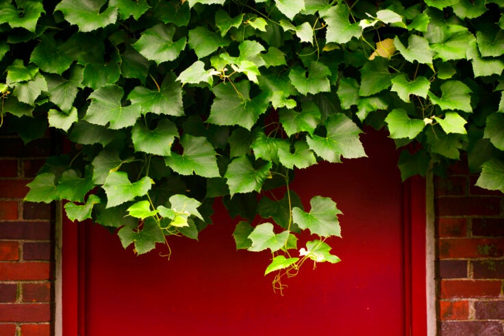 Ivy against a red door and brick.