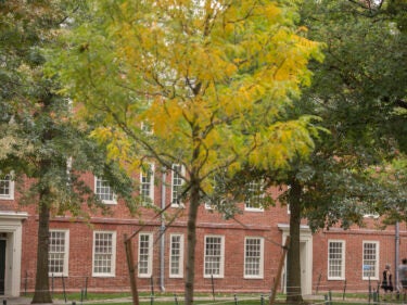 vibrant yellow tree in front of Mass Hall.