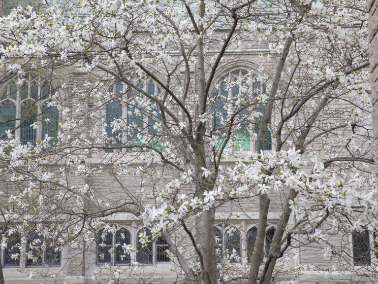 Flowering trees bloom outside Andover Hall