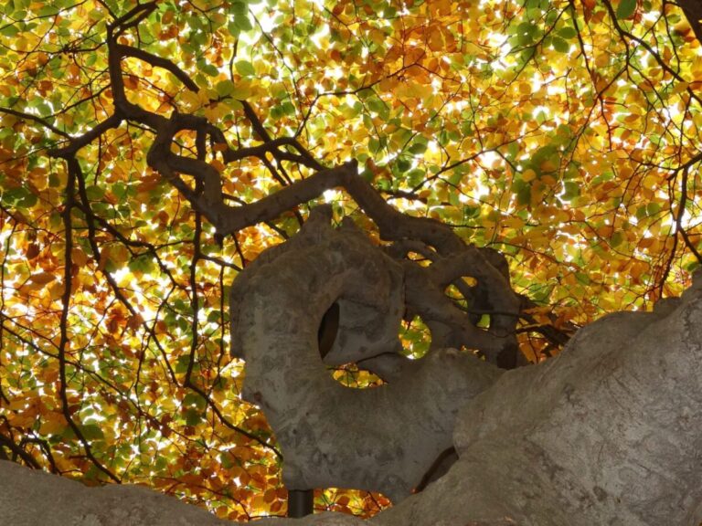 A view of a winding branch with changing yellow leaves shot from the base of the tree.