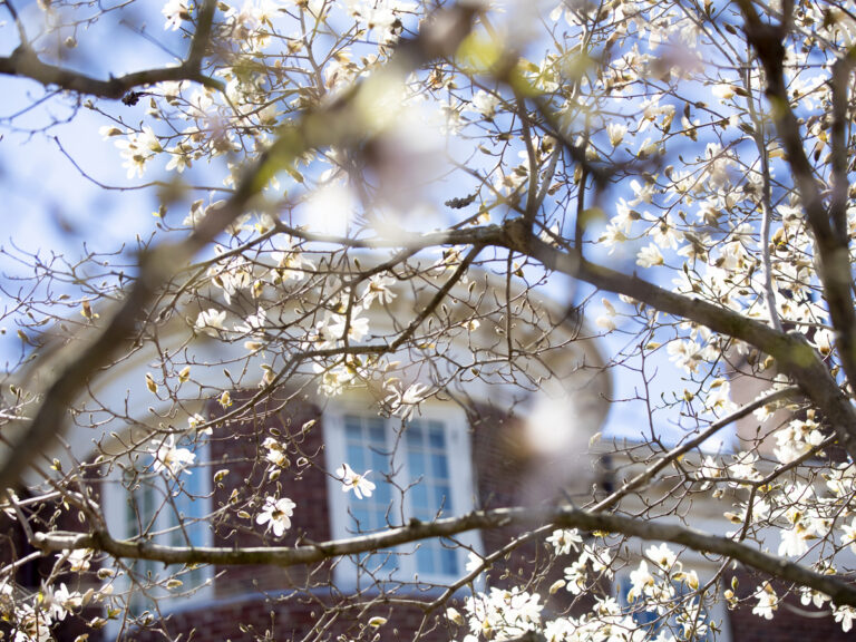 Brick building seen through blossoming trees.