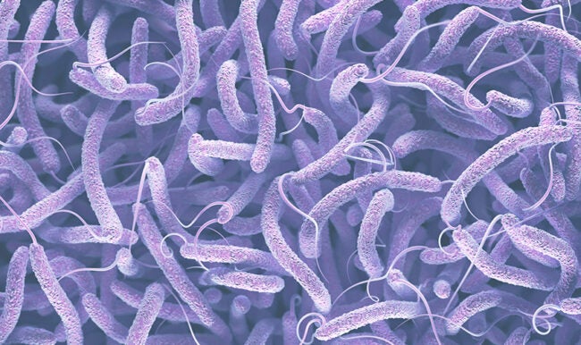 illustration of cholera bacteria