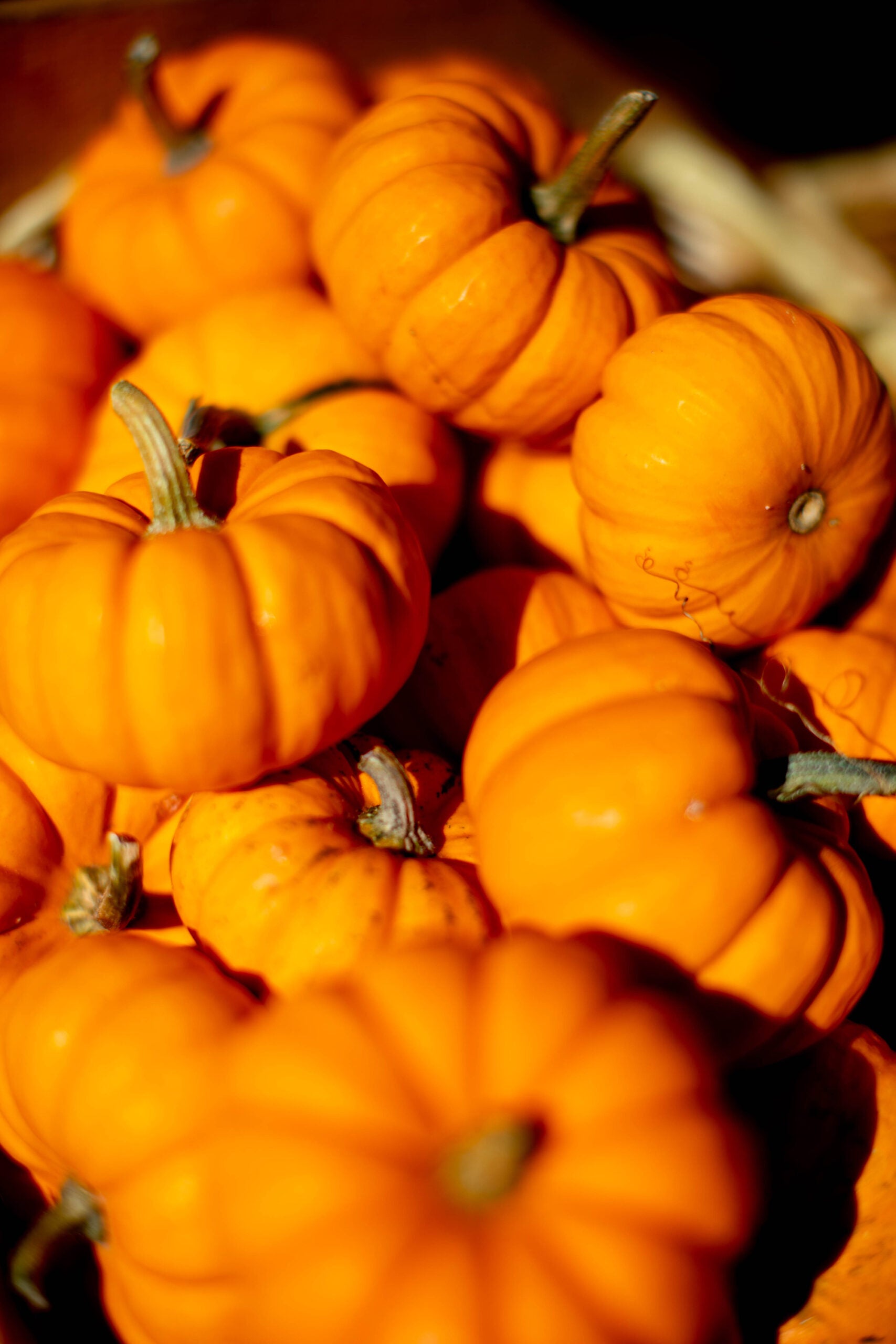 Small pumpkins in a pile