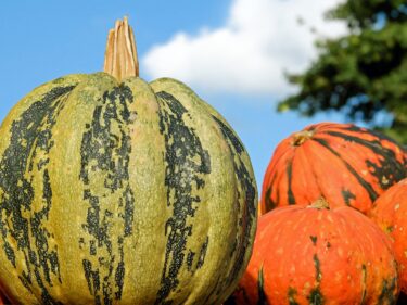 A green pumpkin, with smaller orange pumpkins on the side