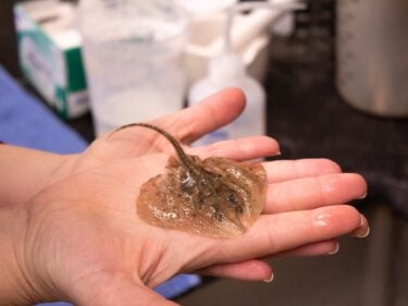 A researcher holds a small stingray in their hands