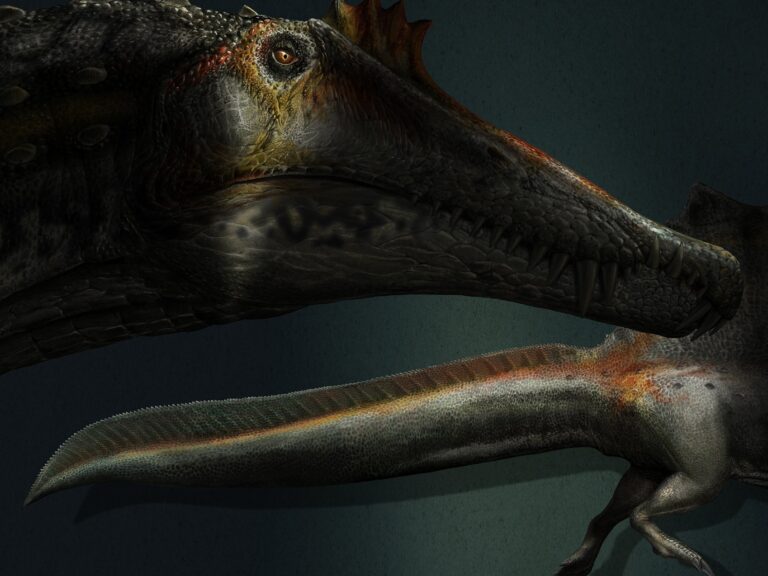 An illustration of a new dinosaur believed to live in water