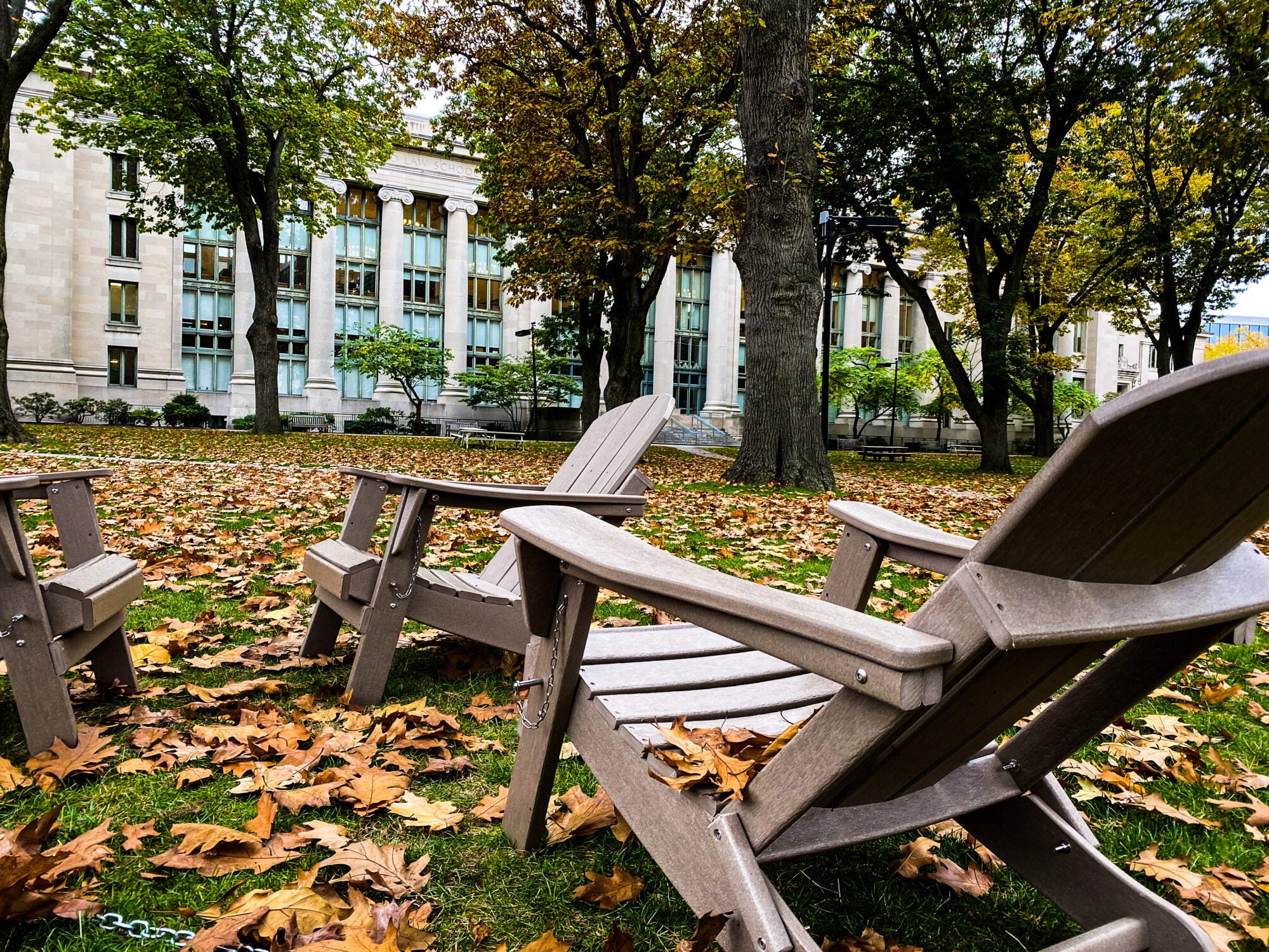 Adirondack chairs surrounded by leaves on Harvard's campus