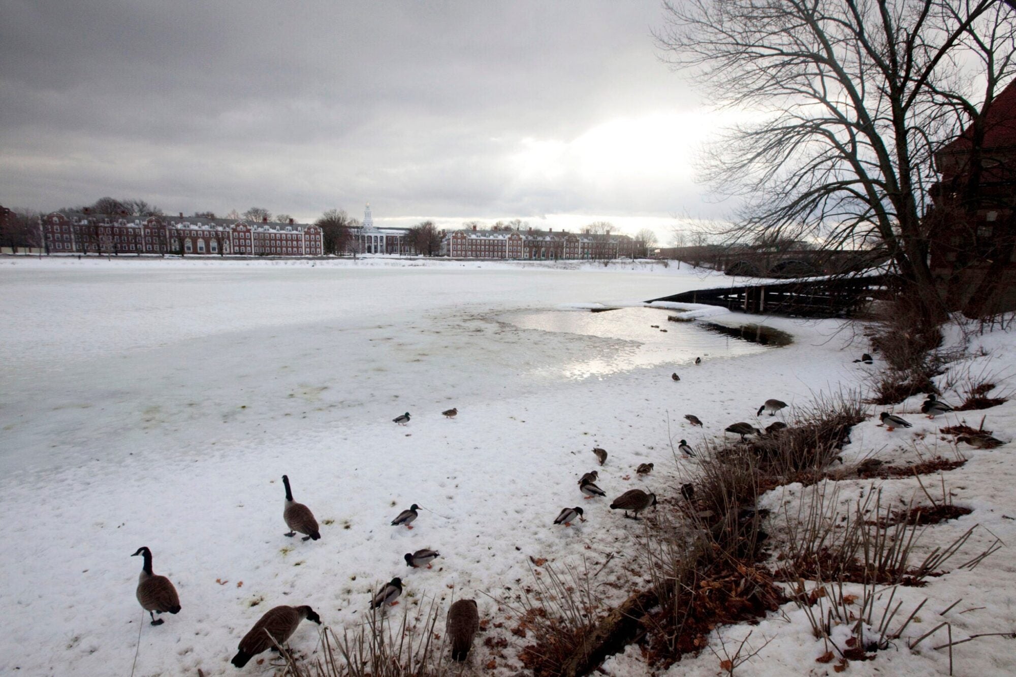 Ducks walking along a frozen Charles River