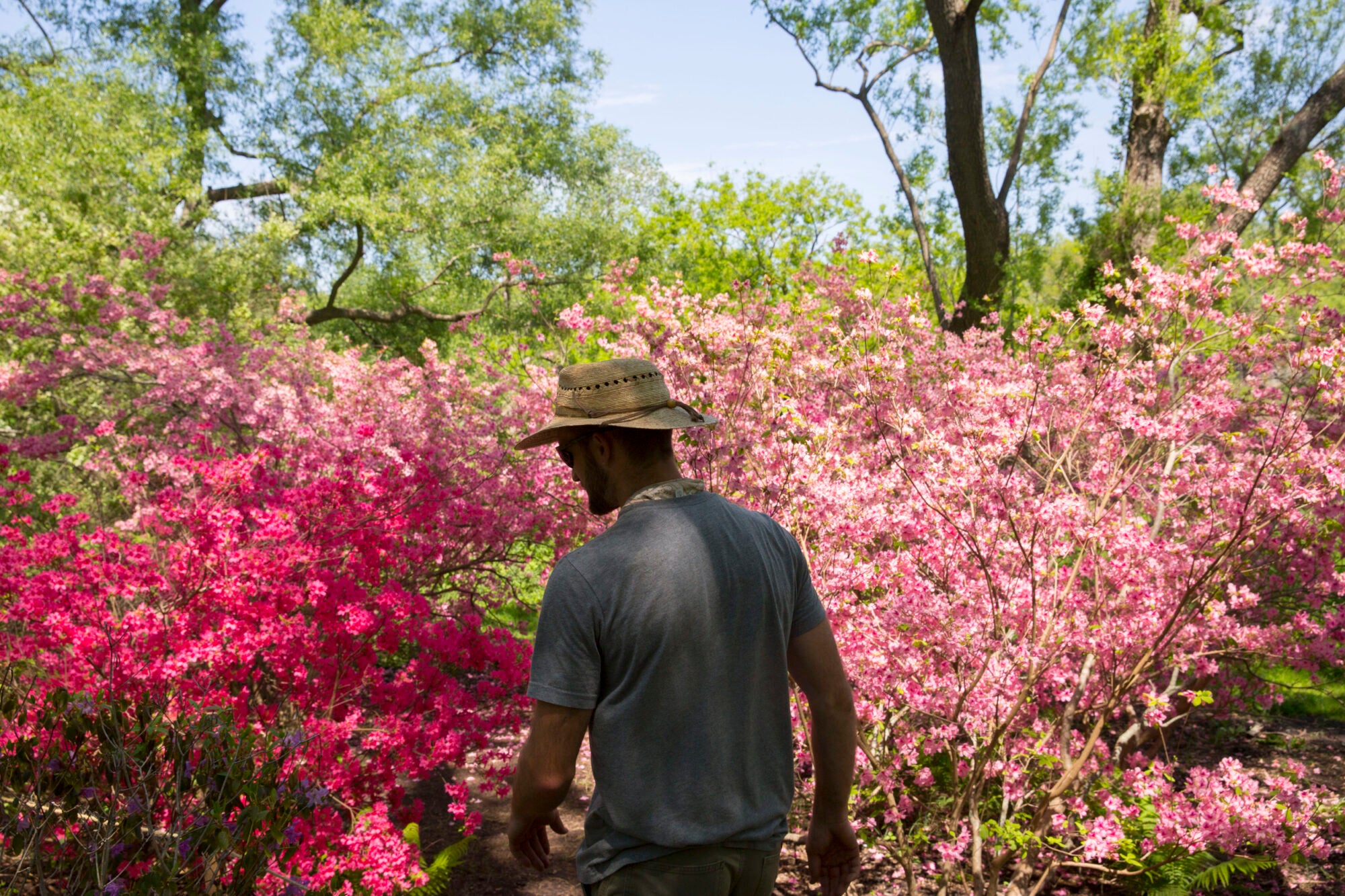 A man wearing a hat prunes the branches of a blooming tree