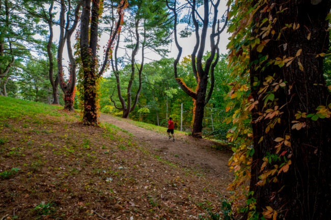 A person runs through a trail at the Arnold Arboretum