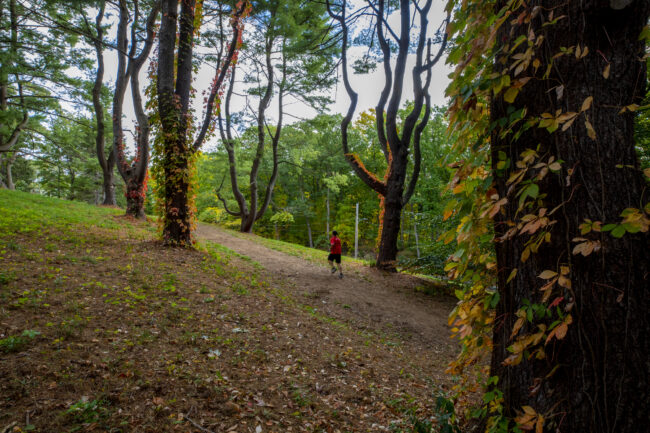 A person runs through a trail at the Arnold Arboretum