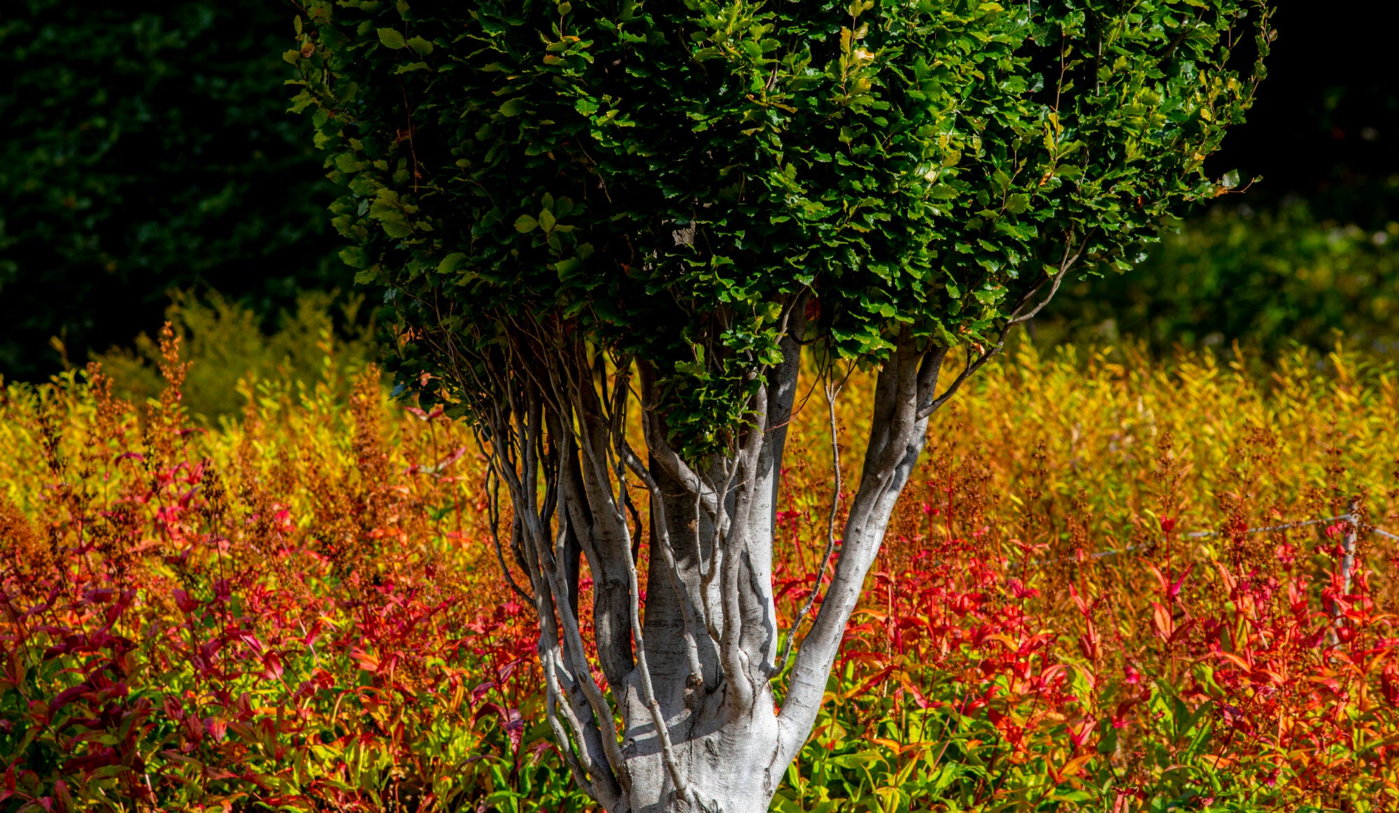 A tree with colorful foliage behind it