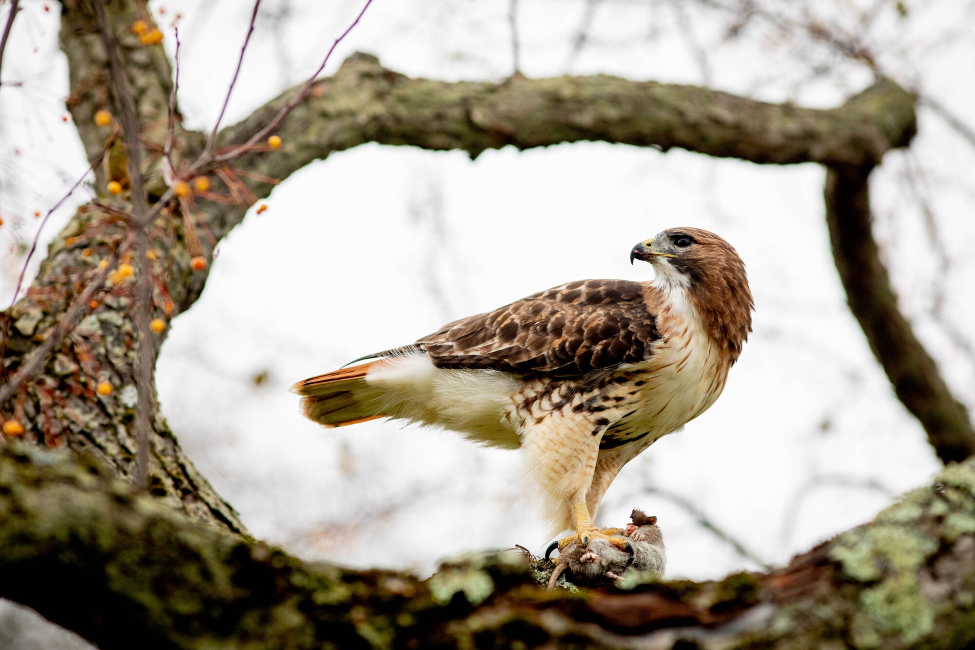 A hawk sits on a tree branch