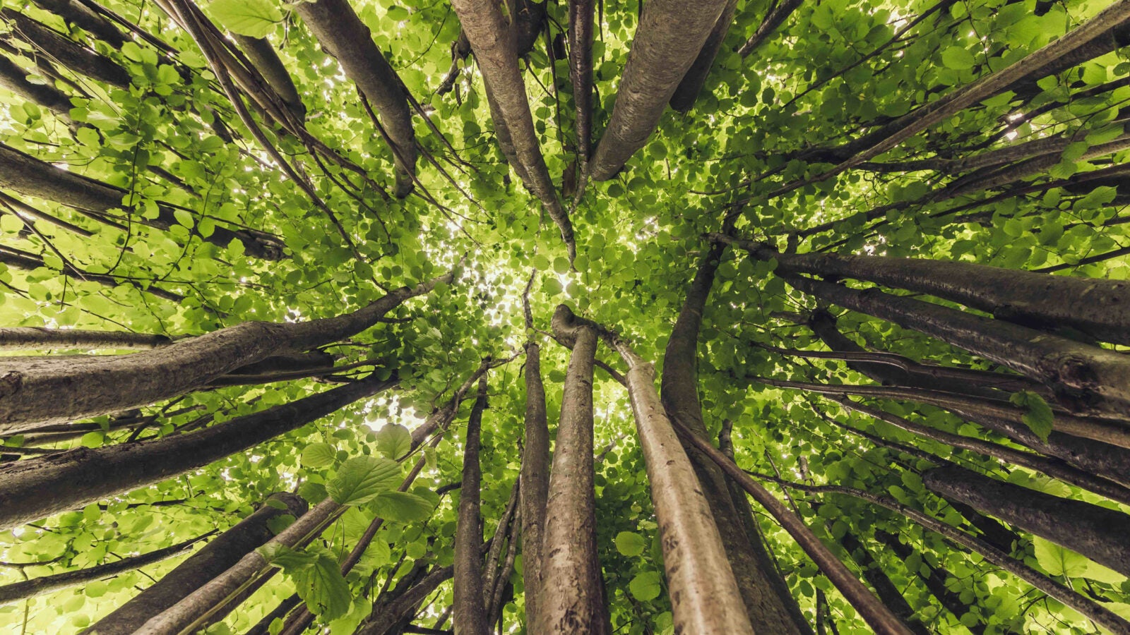 Lush trees seen from below.