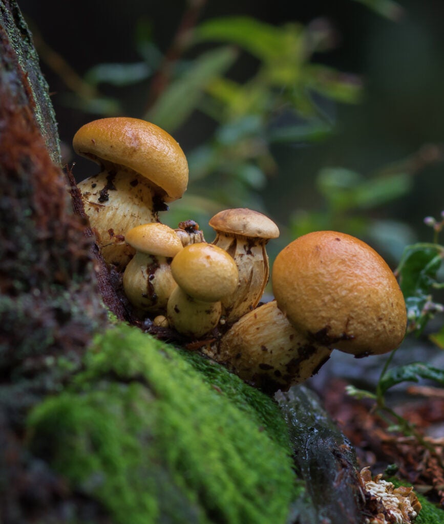 Mushrooms growing on a tree.