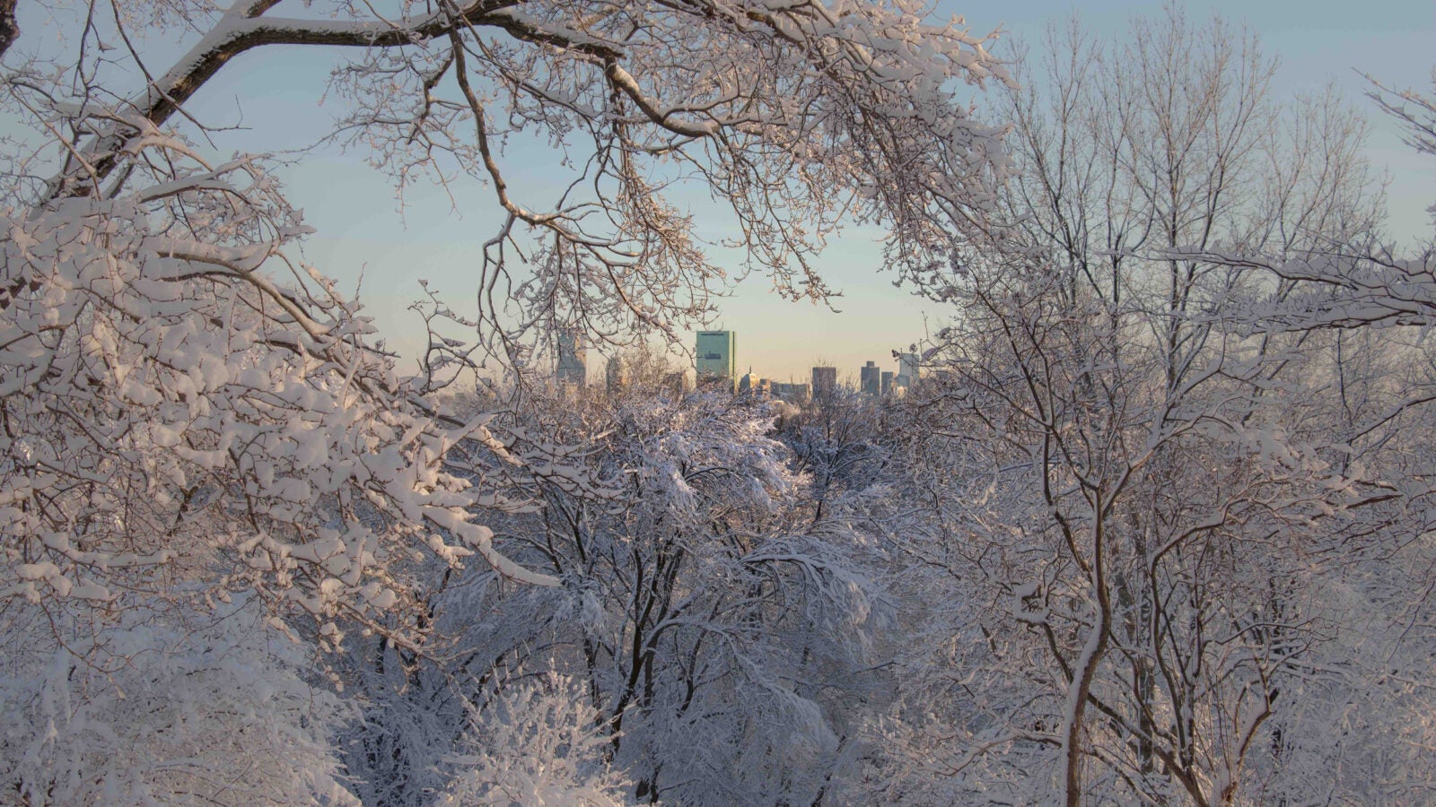 The city of Boston seen through snowy trees.