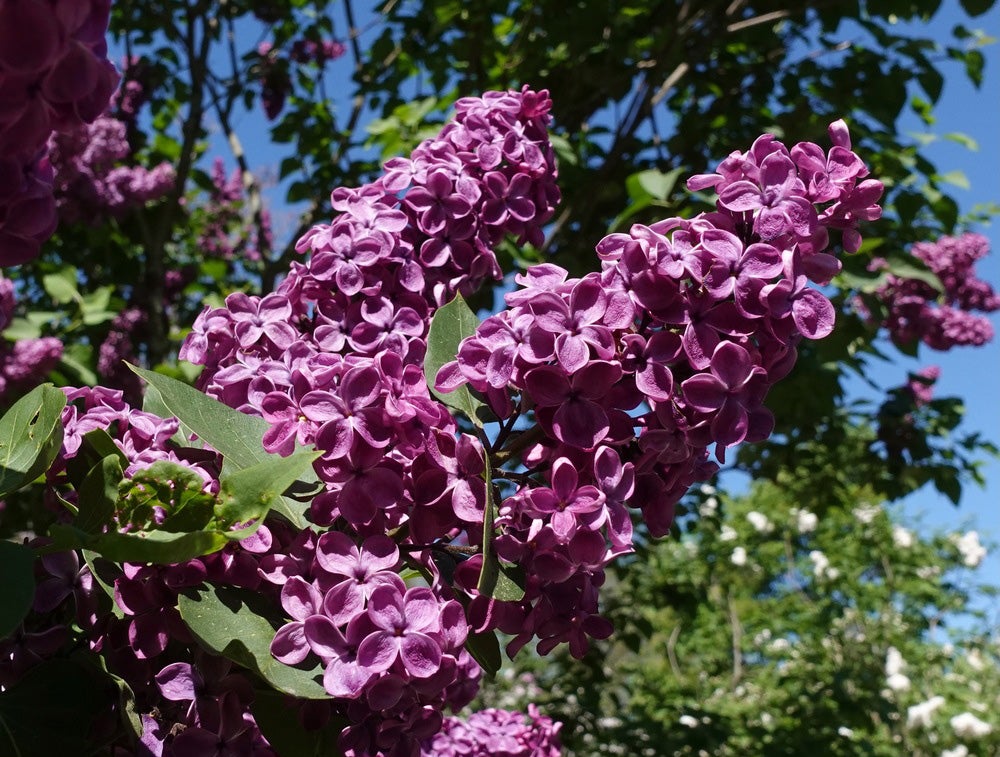 Purple lilac plants bloom