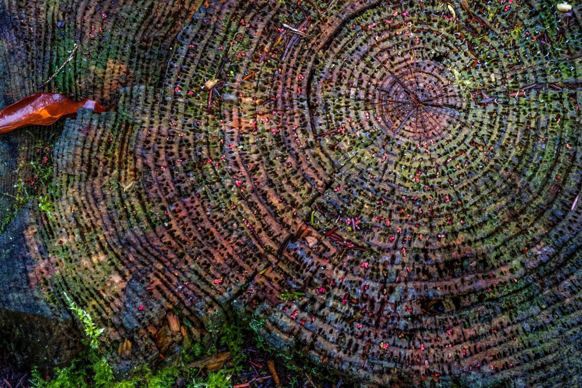 A colorful tree stump.