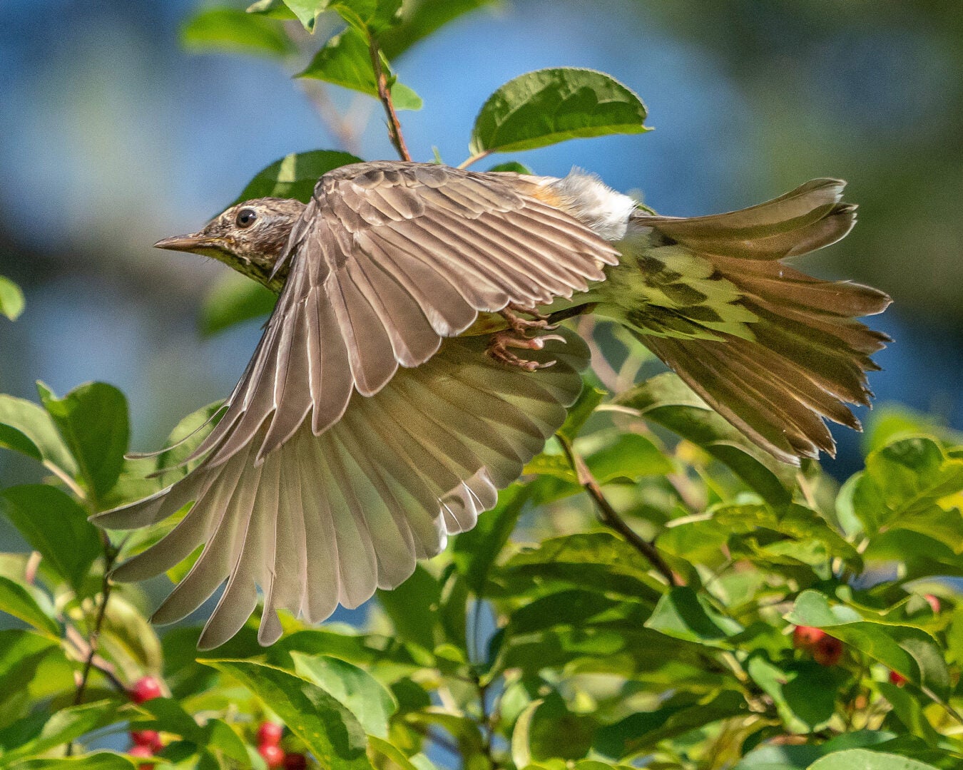 A bird flying by a bush