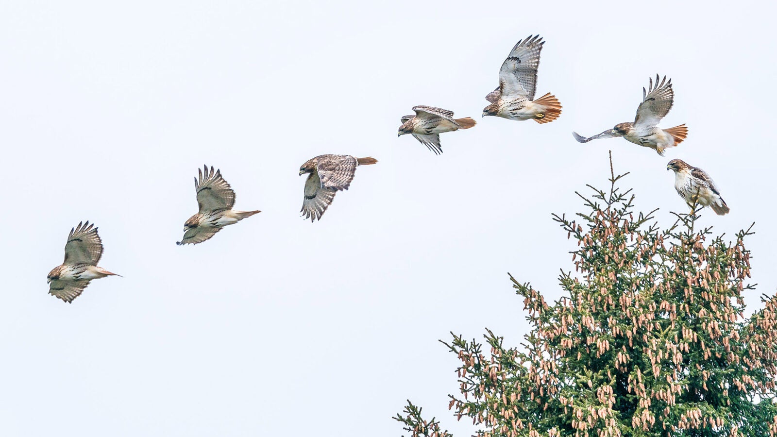 A hawk leaving a tree, seen in multiple poses.