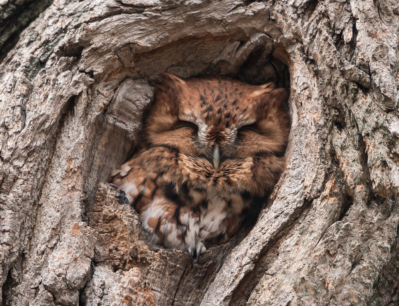 An owl sleeping in a nook
