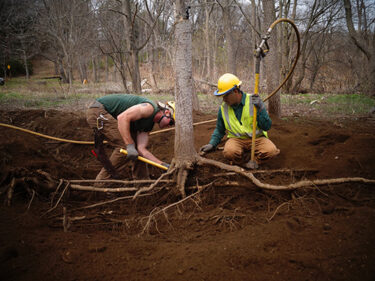 Two men clearing away the dirt from tree roots