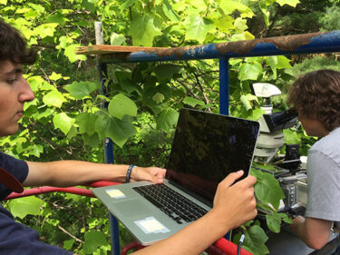 Two people with a laptop near a tree