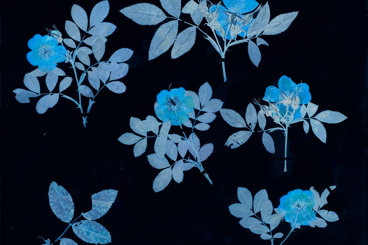 blue flowers pressed flat
