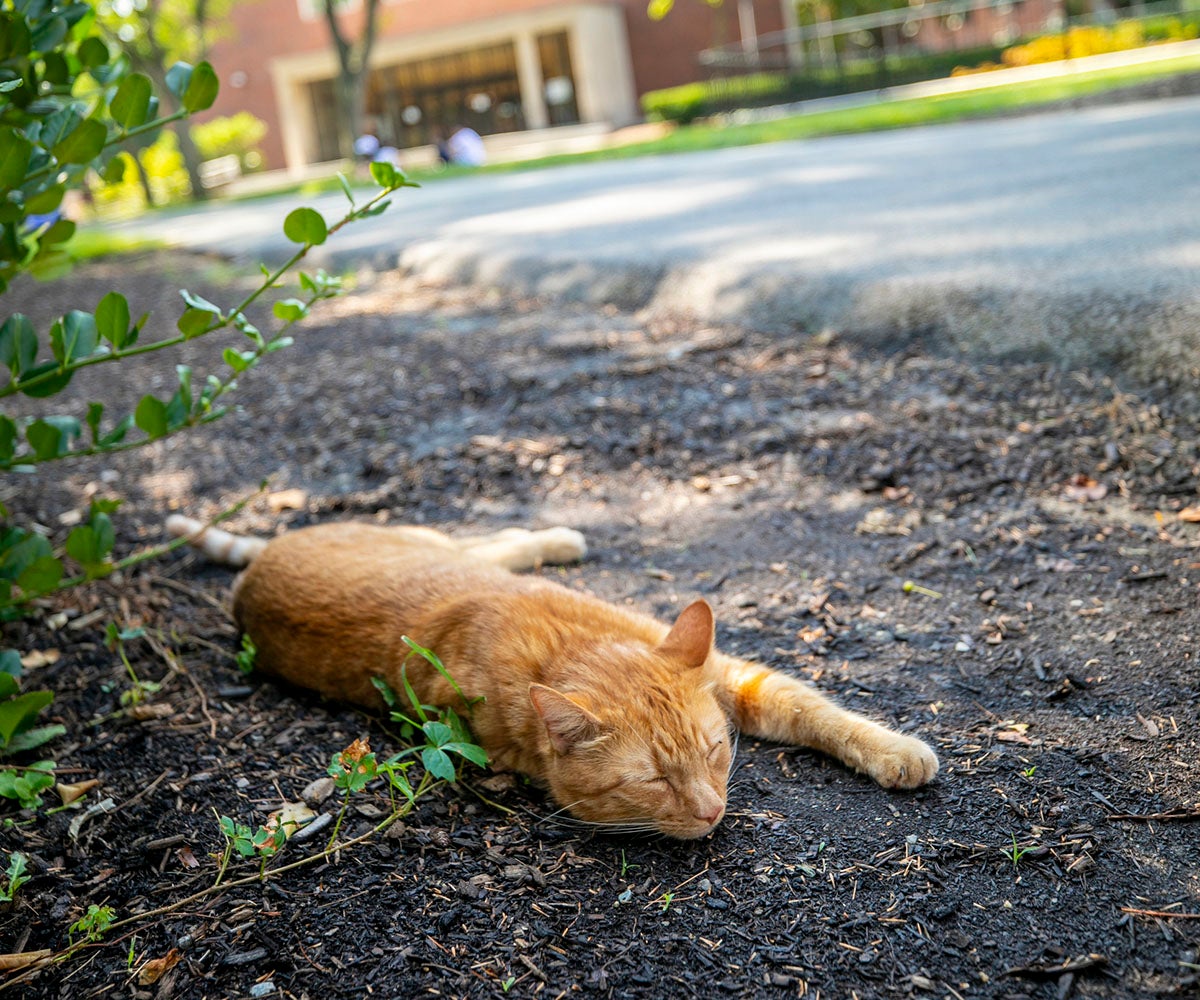 An orange cat stretches out on a patch of mulch