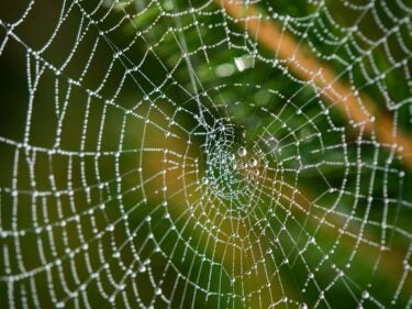 A spider web