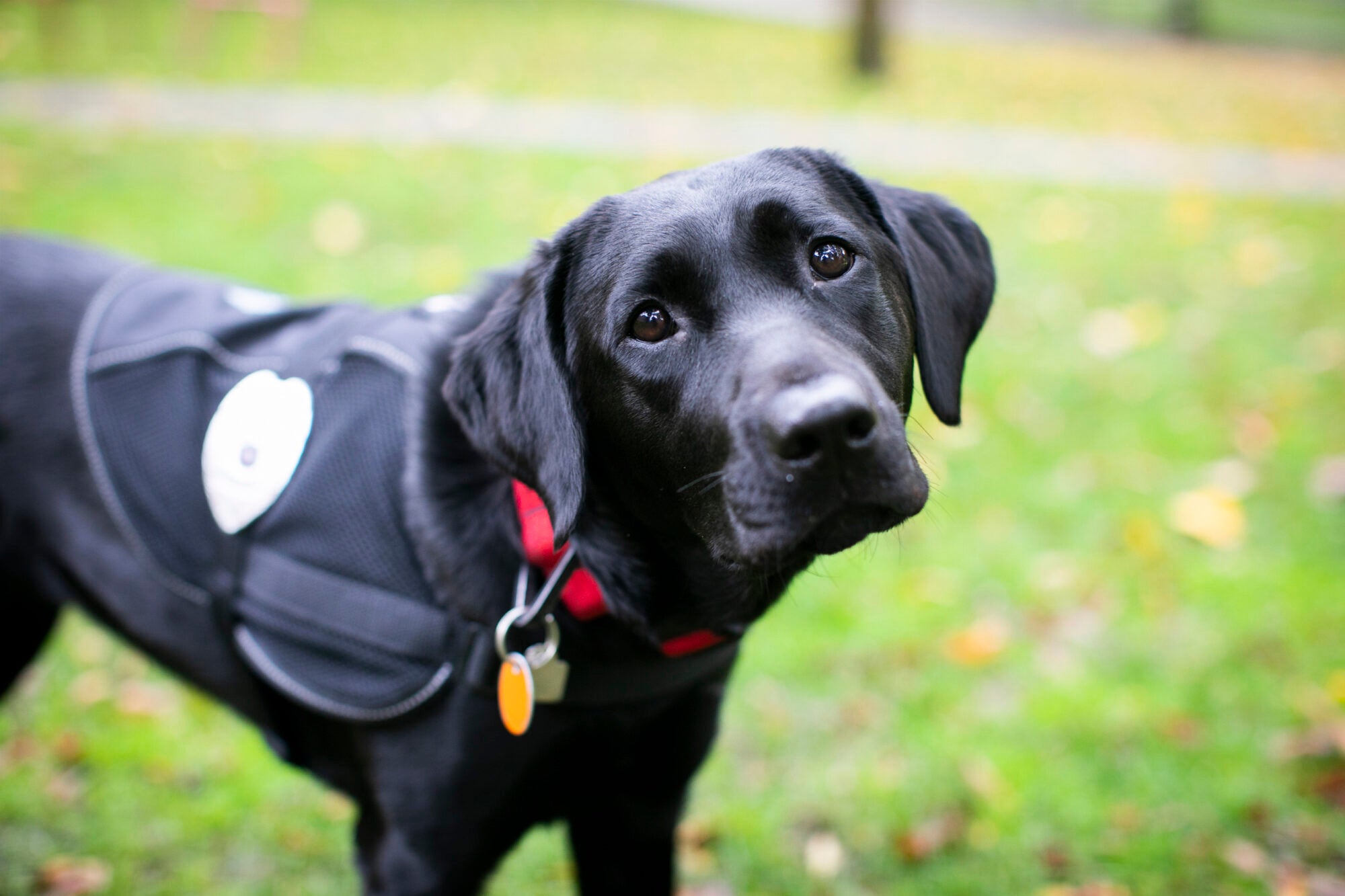 A black lab wearing a vest looks up at the camera with his head tilted