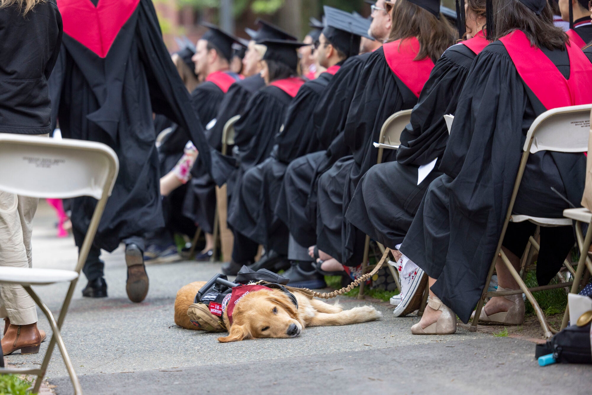 A service dog laying down during Commencement