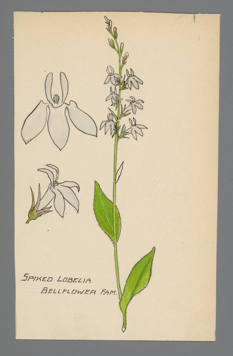 A sketch of a lobelia plant