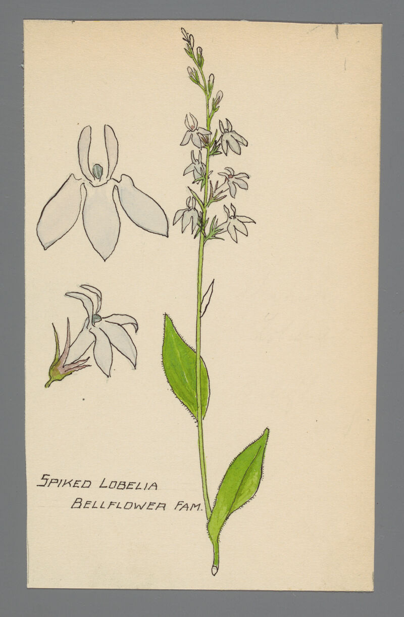 harvard business library A sketch of a lobelia plant