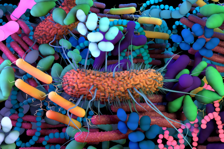 An illustration of bacteria