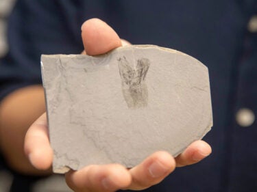 a hand holding a fossil