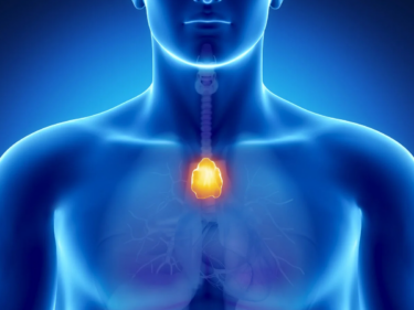 An illustration of where the thymus is in the human chest