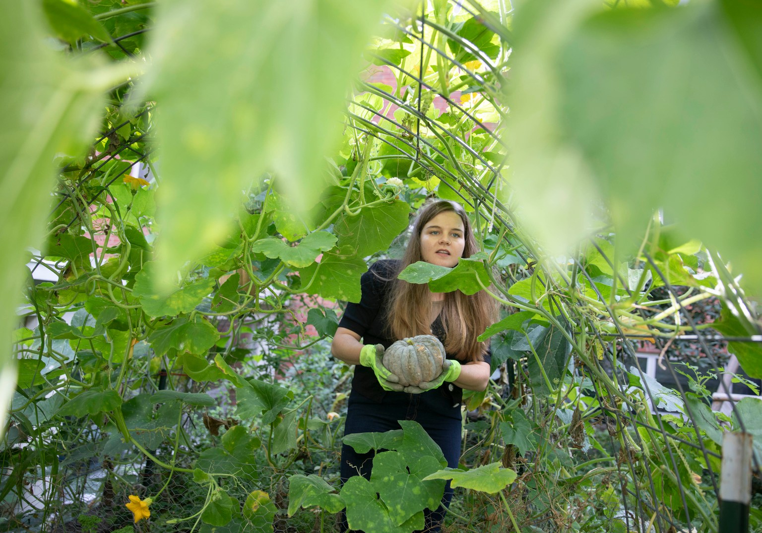 A person holding a pumpkin working in a Harvard campus garden