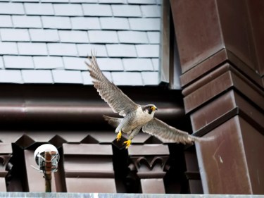 A falcon flying