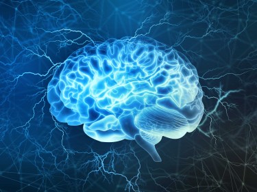 A brain
