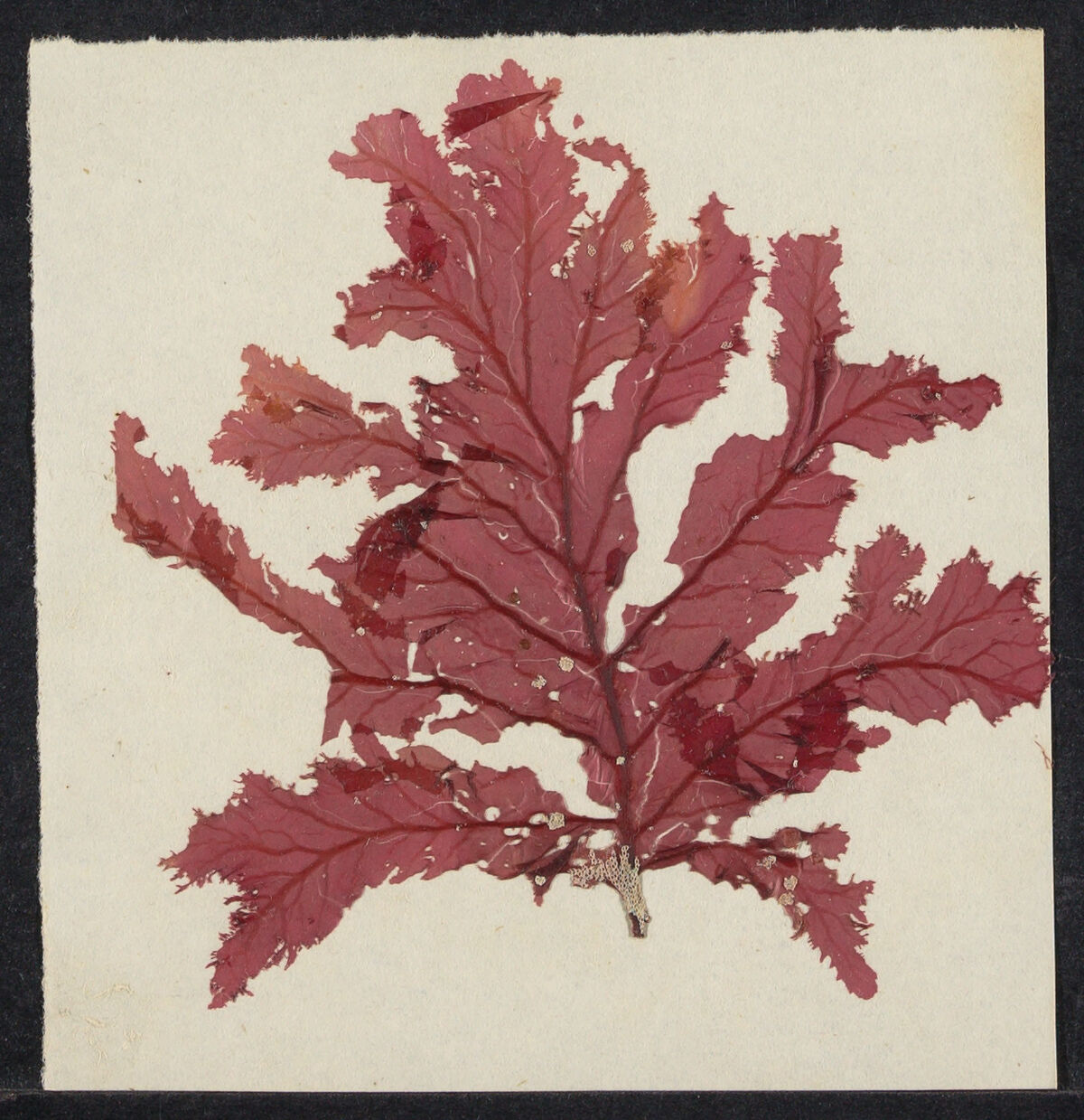 A red leaf kept as a botanical specimen from 1800-1810.
