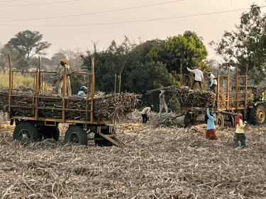 Women working in a sugar cane field
